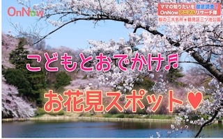 今が満開！桜の名所！三ツ池公園